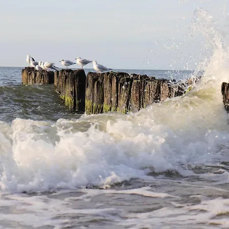 Nebula - Mtn Gardenia Seaside * Dziwnów