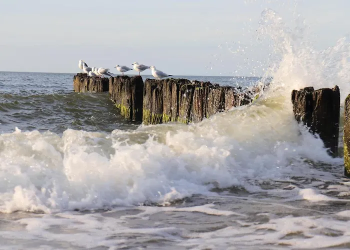 Nebula - Mtn Gardenia Seaside * Dziwnów